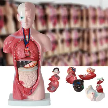 15Pcs/Set Anatômica Torso Humano Modelo de Corpo Anatomia dos Órgãos Internos do Ensino Médico Molde Garoto Educação Bebê de Brinquedo Dropshipping